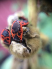 red and black Bug couple on plant, with red purple background, macro