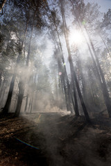 Forest fire and clouds of dark smoke in pine stands. Flame is starting to damage the trunk. Whole area covered by flame. Distorted details due high temperature and evaporation gases during combustion.