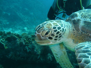 Fototapeta premium turtle