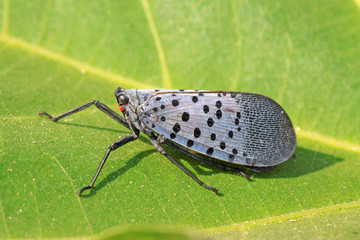 fulgoroidea insects