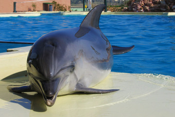 Dolphin outside the pool