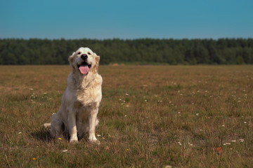 Naklejka na ściany i meble happy life of pets - beautiful golden retriever posing while sitting on the field