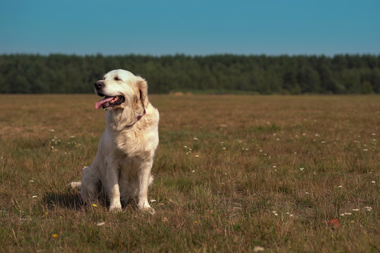 happy life of pets - beautiful golden retriever posing while sitting on the field