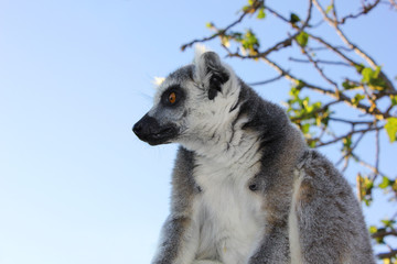 Lemur looks motionless 