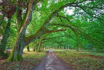 Rundwanderweg im Naturschutzgebiet Lüneburger Heide - Totengrund