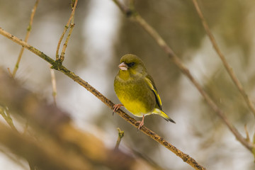 Greenfinch perched on a branch