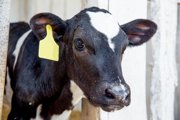 Obraz na płótnie Canvas Cow milking facility and mechanized milking equipment. dairy farm