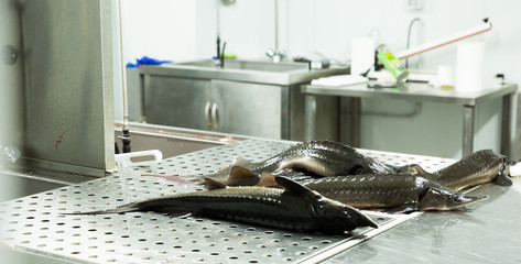 Whole fresh sturgeon in professional kitchen