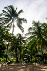 Obraz premium palm trees on the beach