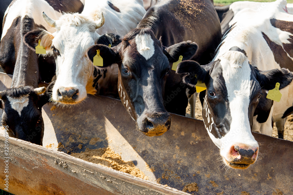 Wall mural Cow milking facility and mechanized milking equipment. dairy farm