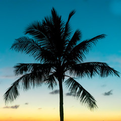 Fototapeta na wymiar A silhouette of a palm tree with a sunset background with bright blue and yellow colours