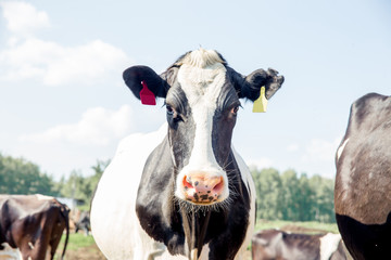 Cow milking facility and mechanized milking equipment. dairy farm