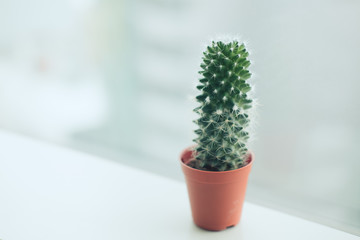 Cactus in mini flower pot on window sill of office with blurred background