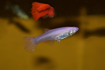 Obraz premium Blue sky fish