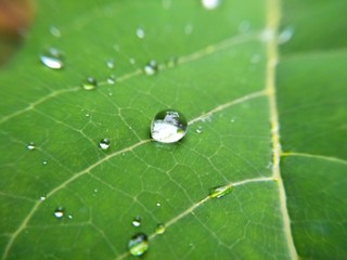Closeup green leaf macro with water.