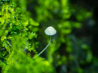 small Mushrooms in nature in the rainy season.