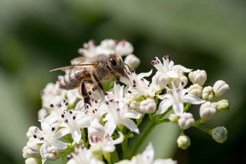 Biene auf Blühendem Zwerg-Holunder (Sambucus ebulus) / danewort; dwarf elderberry inflorescence