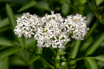 Blühender Zwerg-Holunder (Sambucus ebulus) / danewort; dwarf elderberry inflorescence