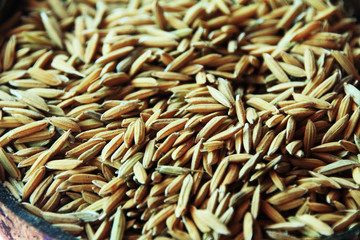 Rice in the husk preparations to cultivate in the rice field.