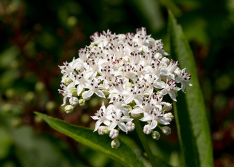 Blühender Zwerg-Holunder (Sambucus ebulus) / danewort; dwarf elderberry inflorescence