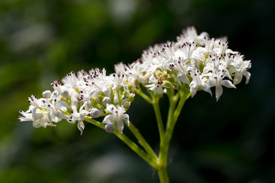Bl&uuml;hender Zwerg-Holunder (Sambucus ebulus) / danewort; dwarf elderberry inflorescence