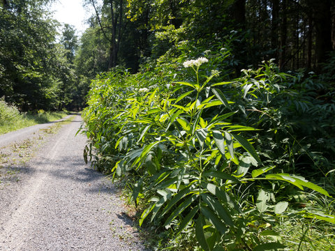 Zwerg-Holunder (Sambucus ebulus) Bestand entlang eines Waldweges in  S&uuml;ddeutschland