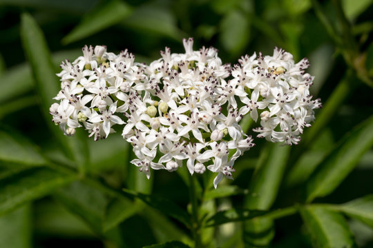 Bl&uuml;hender Zwerg-Holunder (Sambucus ebulus) / danewort; dwarf elderberry inflorescence