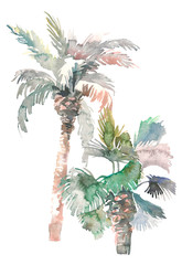 Watercolor two palms, hand drawn illustration for your design. Isolated on white background