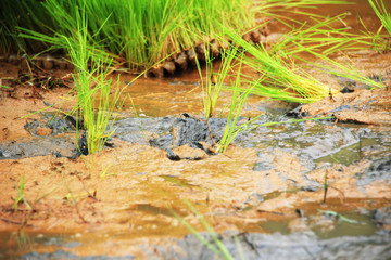 Seeding of rice growing in the rice field.
