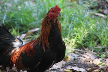 Head chicken red and black beautiful in the  farm.