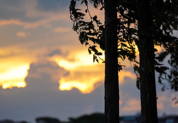 Silhouette of tree at sunset, vintage forest summer dark black and orange color.