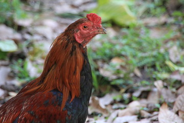 Head chicken red and black beautiful in the  farm.