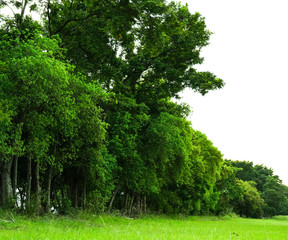 Garden green tree nature environment in park background. Beautiful  forest bright color.