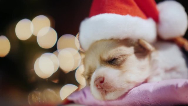 Portrait of a cute puppy, sleeping in bed against a background of a garland blurred in the side. Pets for Christmas
