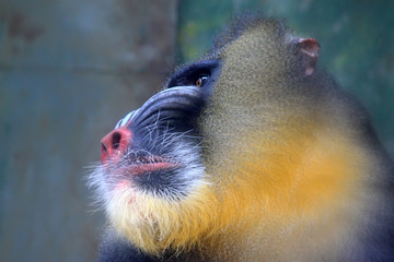 Mandrill (Mandrillus sphinx) in the Beijing zoo, china