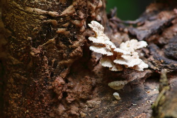 mushroom herb and vegetarian in fresh forest