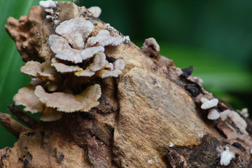 mushroom herb and vegetarian in fresh forest
