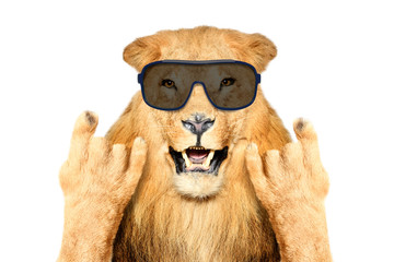 Portrait of a funny lion in sunglasses, showing a rock gesture, isolated on white background