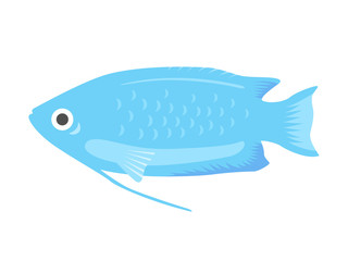 熱帯魚のグラミーのイラスト