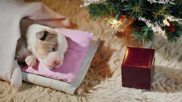 A little baby puppy gets his Christmas gift. Funny videos with pets on New Year themes