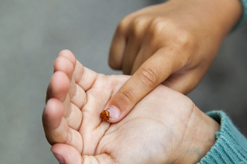 ladybug crawls on the palm and fingers of a little girl who studies her with curiosity and shows it to her parents
