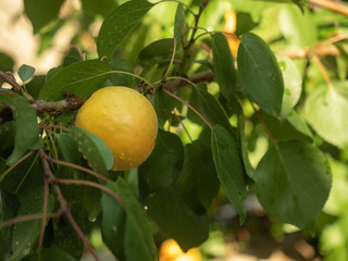 Yellow apricot and green leaves with drops of rain on it. Wet tree branch in sunlight. Yellow apricot close up. Private fruit garden after rain at summer. Blurred background. Soft selective focus