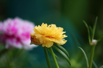 beautiful common purslane flower in fresh garden