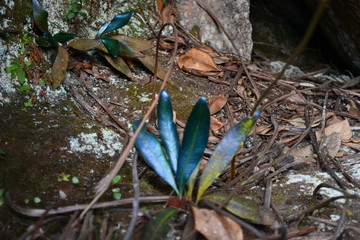 Blue plant