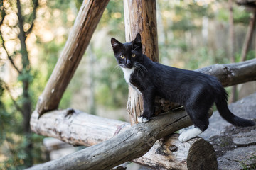 Black kitten with white breast