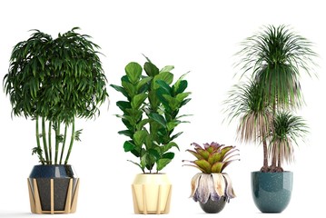 collection of ornamental plants in pots