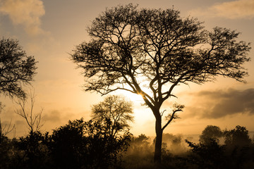 Fototapeta na wymiar The silhouette of a tree is captured with the sun rising behind it in Sabi Sand, South Africa.