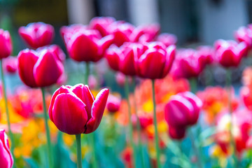Close up to tulip flower, City decoration in Switzerland. Tulip is one of the most beautiful flower, which usually found in Europe. There are plenty of color.