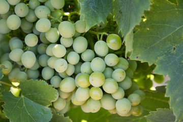 A Bunch of Grapes on a Vine in Provence, France
