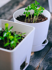 Young greens in pots, sprouts of basil and coriander, balcony garden on a wooden background